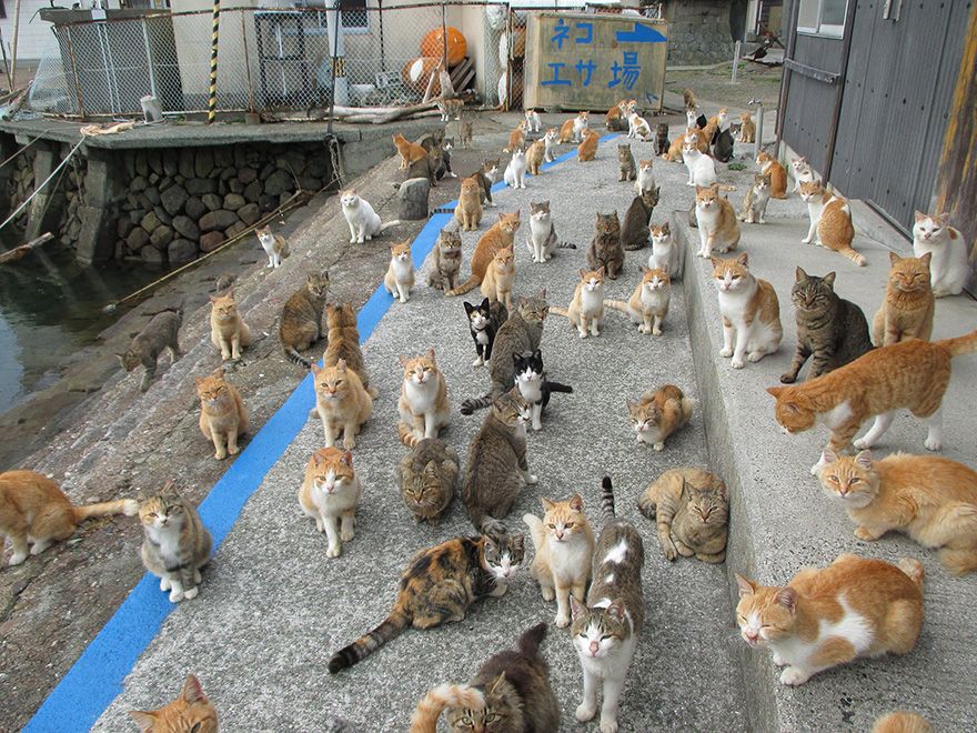 Isla de gatos en Japón